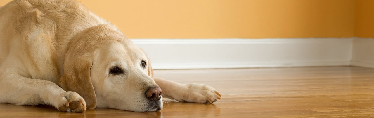 Moping golden lab dog laying on floor