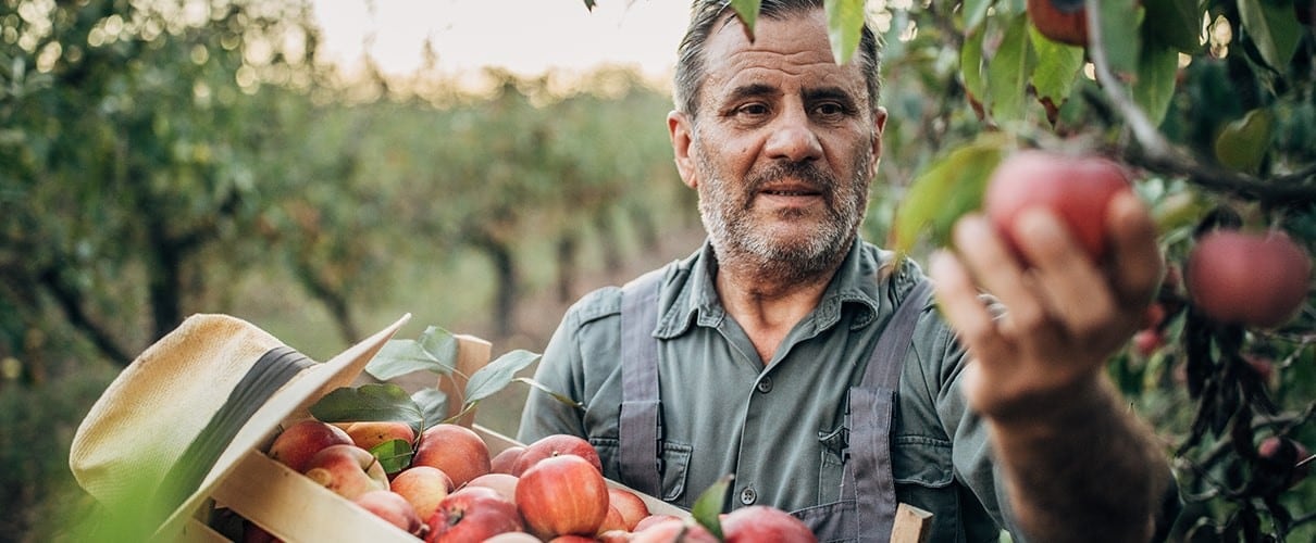 Senior farmer man picking apples in his orchard.