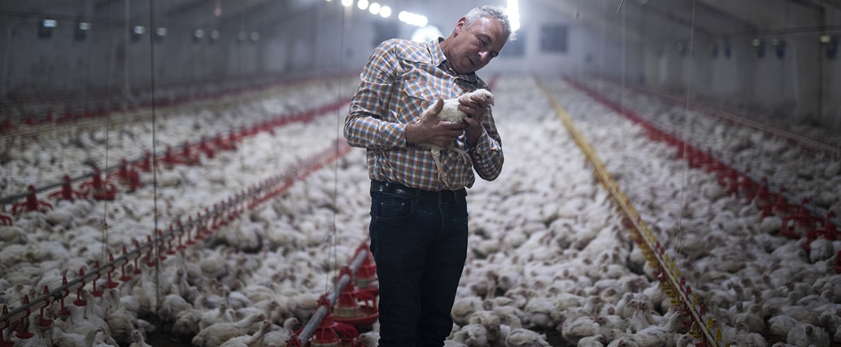 Farm owner holding livestock in chicken farm building