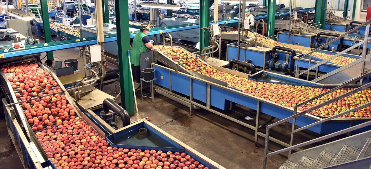 Workers in a food processing plant