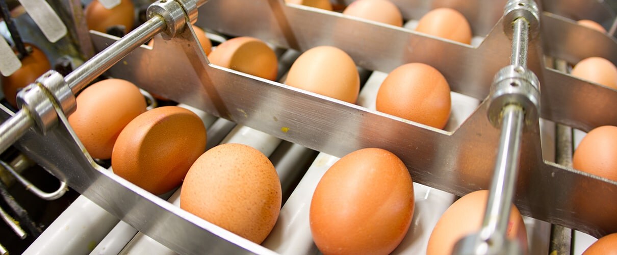 Egg factory processing line