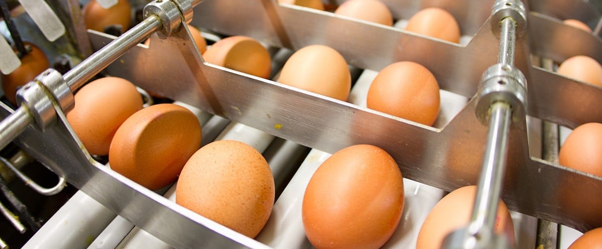 Egg factory processing line