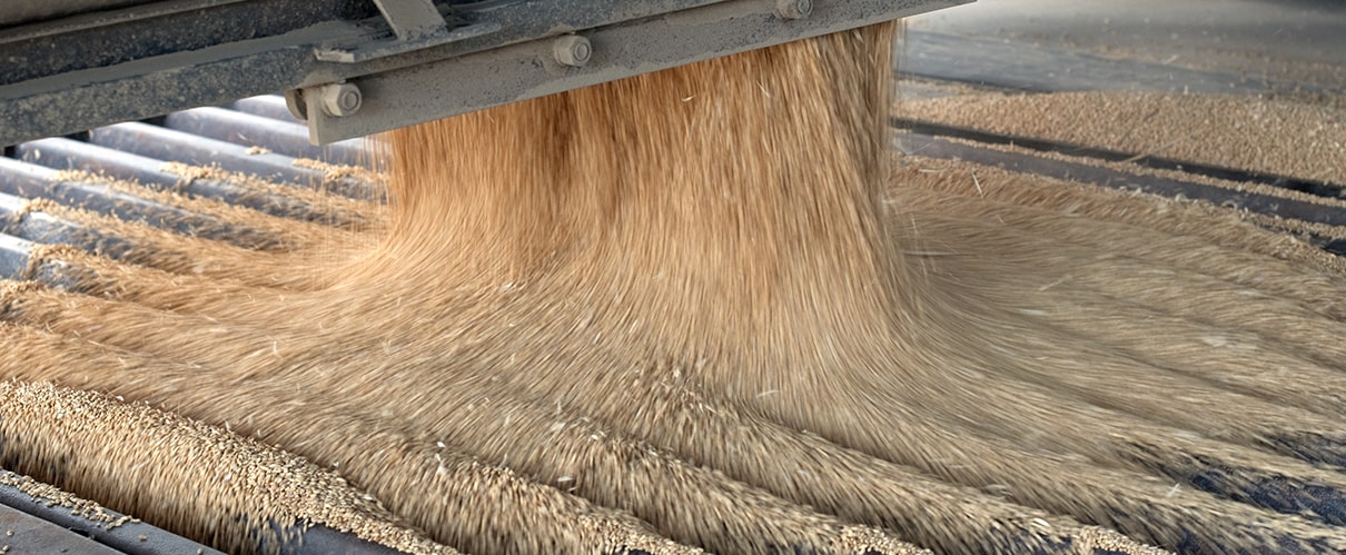 Harvested wheat kernels pouring into auger grate at grain elevator
