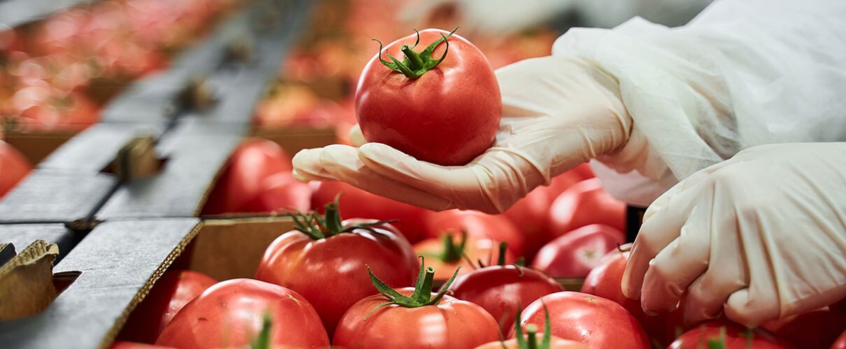 Worker in latex gloves conducting a quality control inspection of a red tomato at the processing facility