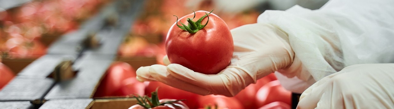 Worker in latex gloves conducting a quality control inspection of a red tomato at the processing facility