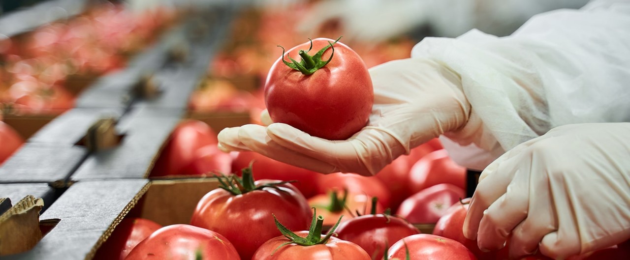 Worker in latex gloves conducting a quality control inspection of a red tomato at the processing facility