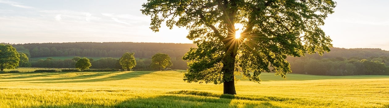 Sun shining through tree in vast green field