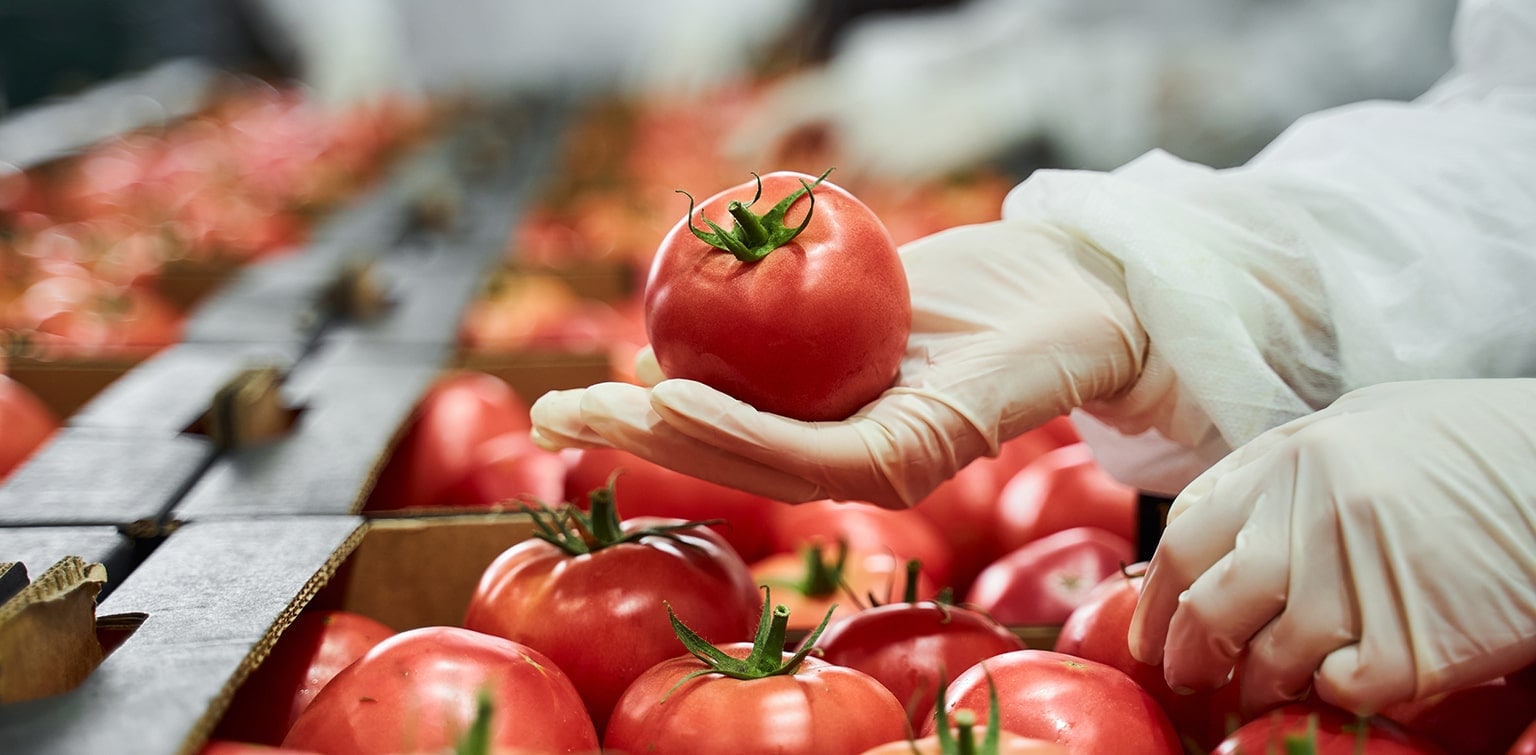 Worker in latex gloves conducting a quality control inspection of a red tomato at the processing facility