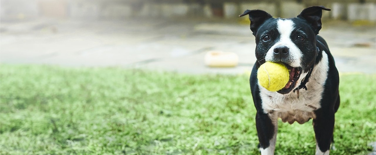 A small but dignified black and white dog holding a tennis ball